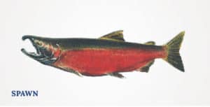 Lummi Island Wild - Coho Salmon - Spawn