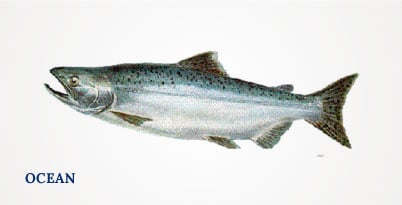 Lummi Island Wild - King Salmon - Spawn