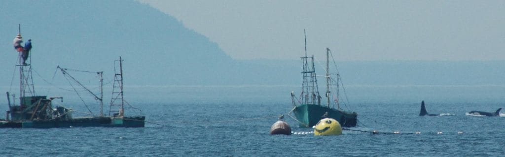 Orcas swim by the reefnet salmon grounds