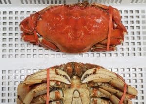 Cooked Dungeness crab