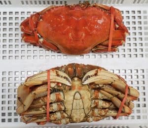 dungeness crab cooked