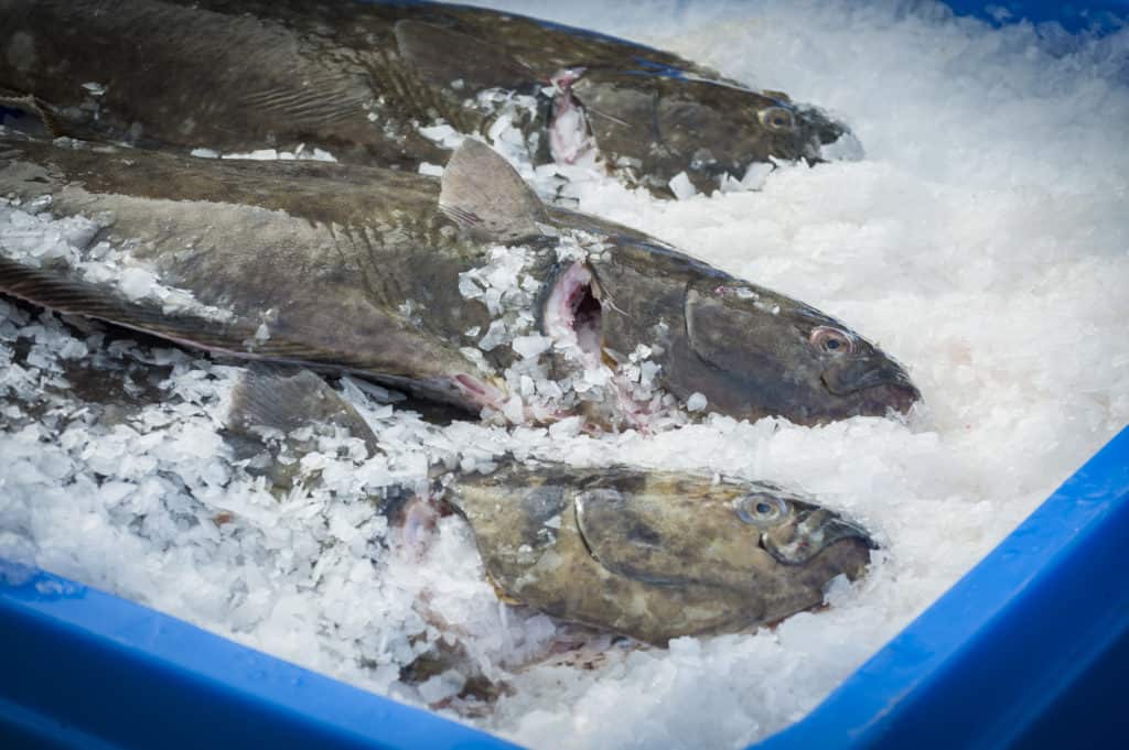 Large Fresh Halibut (1822oz) Skinon Halibut for Sale Lummi Island