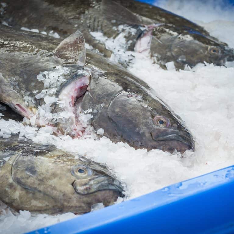 Buy Halibut Cheeks Online Lummi Island Wild